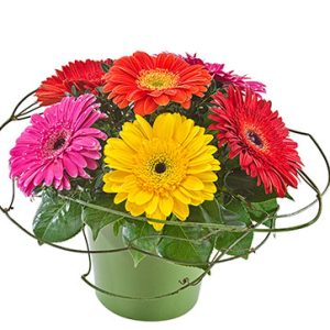 Beautiful gerbera arrangement in a ceramic pot