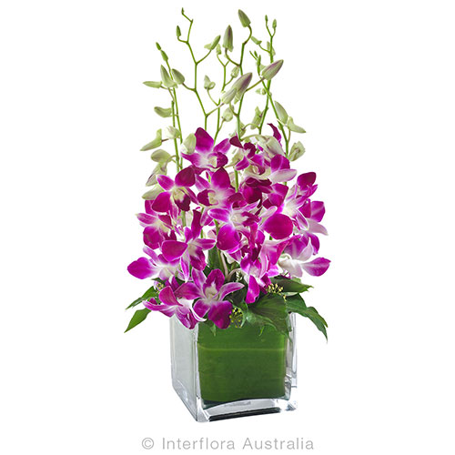 Elegant orchids in a square glass cube